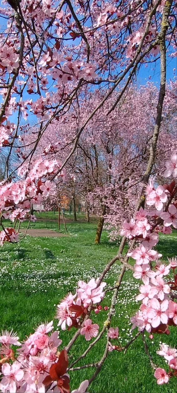 Appartamento Shanti Ca' Casa Indipendente Con Giardino Lacchiarella Esterno foto